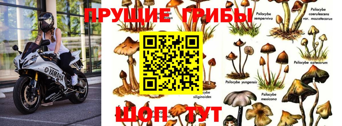 Псилоцибиновые грибы Psilocybe  Вход с VPN  Сергиев Посад  Галлюциногенные грибы мухоморы 